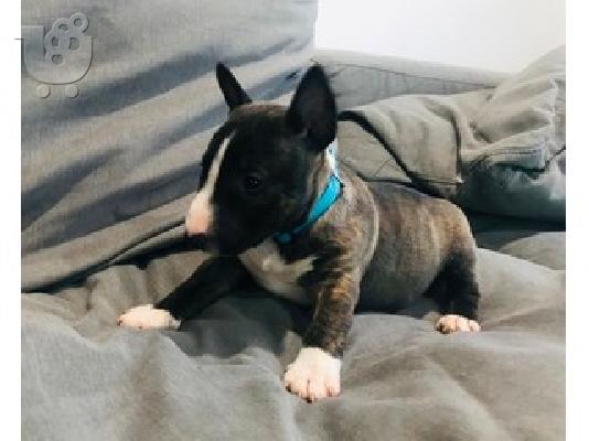 PoulaTo: Bull terrier
